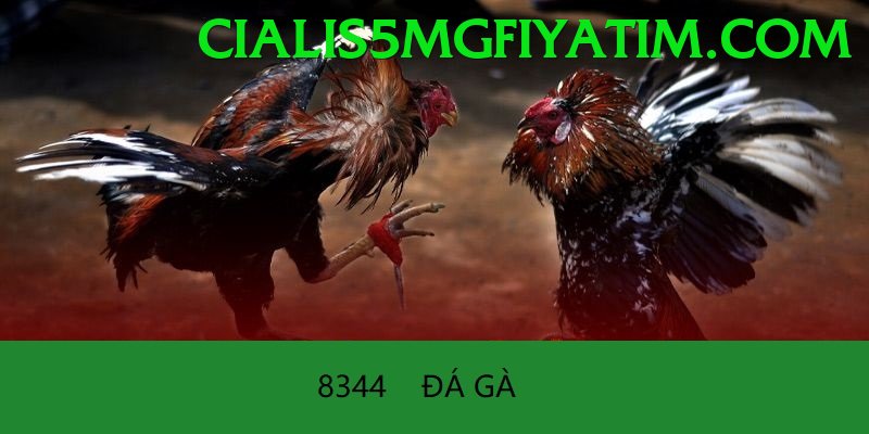 Đá Gà Trực Tiếp - Trải nghiệm tuyệt vời