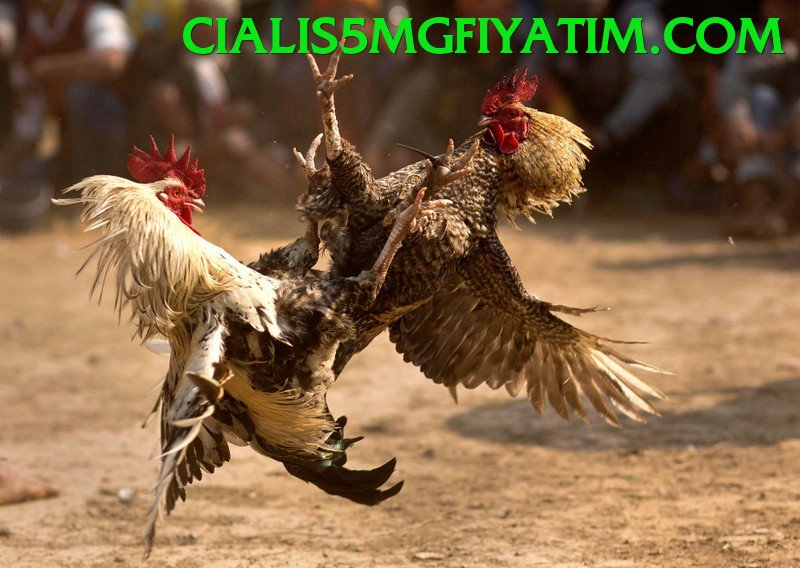 Đá Gà Trực Tiếp - Ưu đãi đặc biệt